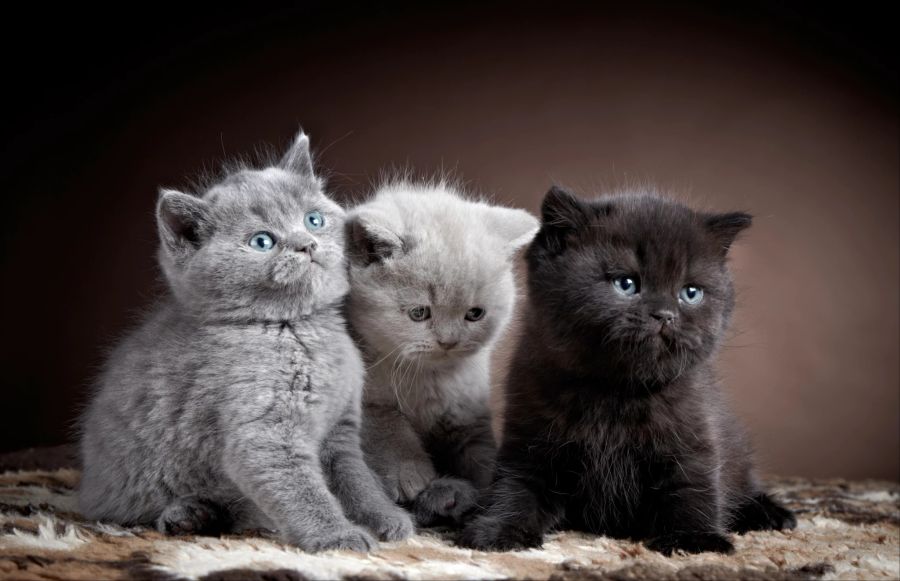 British-Short-Hair-Katzen gelten als besonders niedlich. Vor allem die Struktur des Fells unterscheidet sie von einer gewöhnlichen Hauskatze.