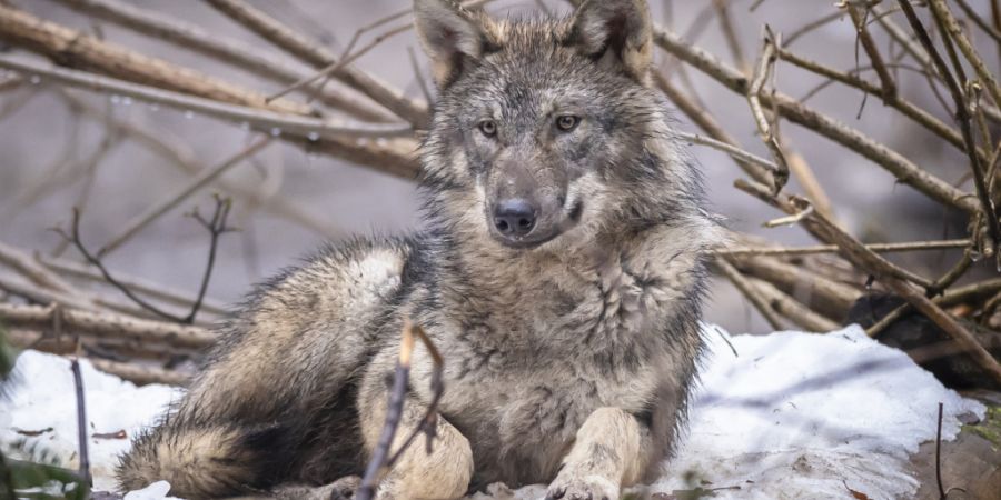 In der Schweiz sind zwischen September 2025 und Januar 2026 89 Wölfe getötet worden. (Archivbild)