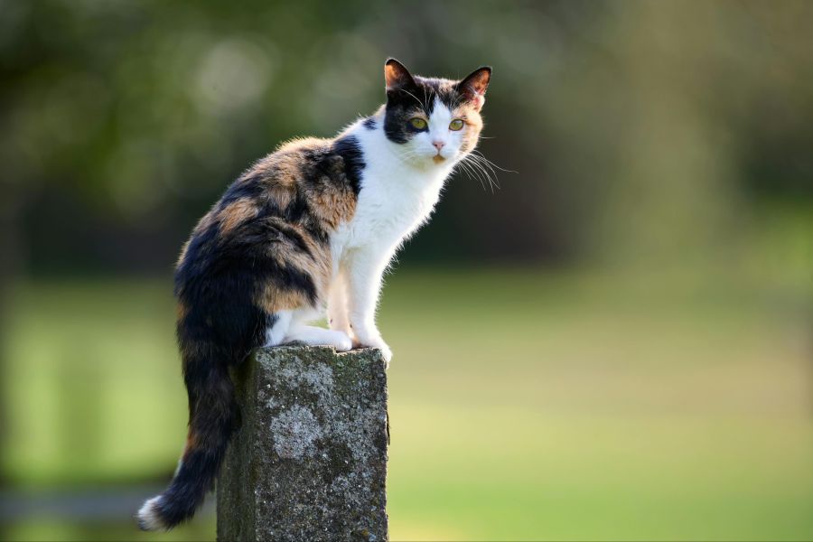 Das Tier wurde in einem Logistikzentrum gefunden und in ein Tierheim gebracht. (Symbolbild)