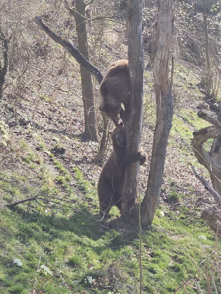 Bären im BärenPark