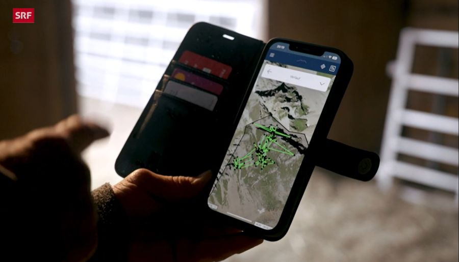 Auf dem Handy sieht er, wo sich seine Herde befindet und könnte reagieren. Auf der Alp hätte er ohne Starlink kein Internet.