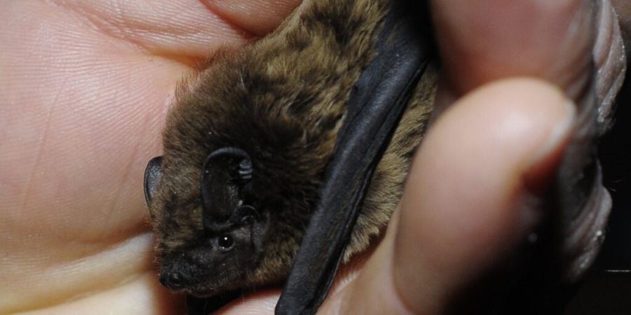 Auf der Liste bedrohter Arten stehen sämtliche in der Schweiz vorkommenden Fledermäuse. (Archivbild)