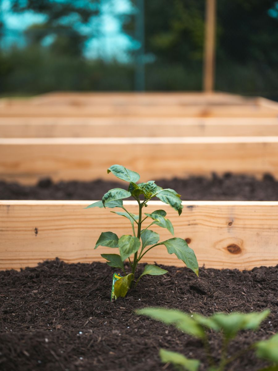 Eichhörnchen pfuschen der Baselbieterin in die Gartenarbeit.