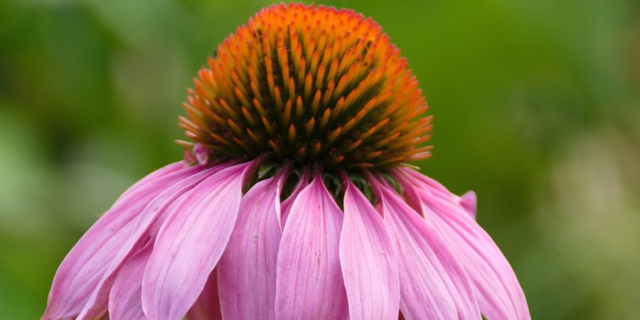 Echinacea (Symbolbild) Unsplash
