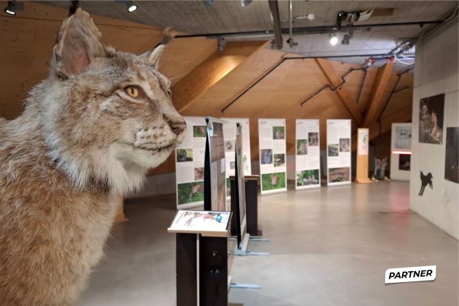 Umwelt ArenaUmelt Arena