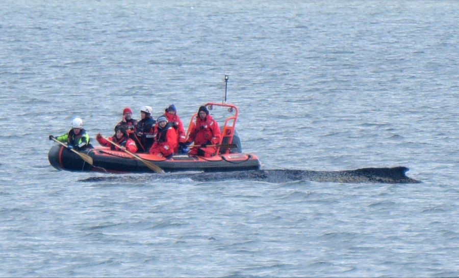 Am Sonntag berichtete der Norddeutsche Rundfunk (NDR), dass die Atemzüge des Wals immer seltener wurden. Seine Rufe verstummten.