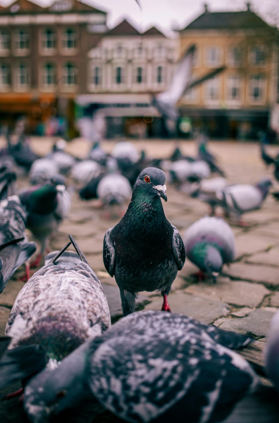 Die Stadt Zürich bestätigt den Einsatz gegenüber Nau.ch – und spricht von der Keulung der Tiere.