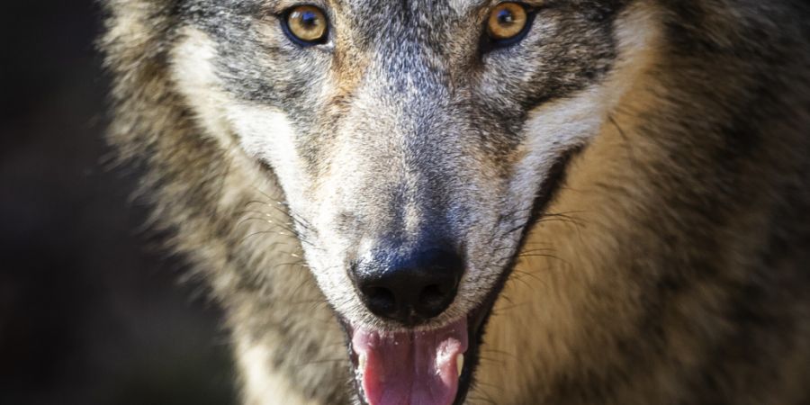 Ein Wolf ist angeblich in Uitikon gesichtet worden. (Symbolbild)