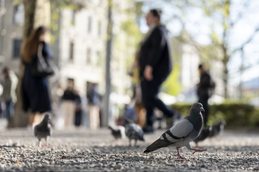 Er bezeichnet die Vögel als «Ratten der Lüfte».