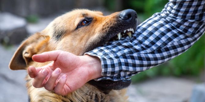 Hund beisst Hundebiss