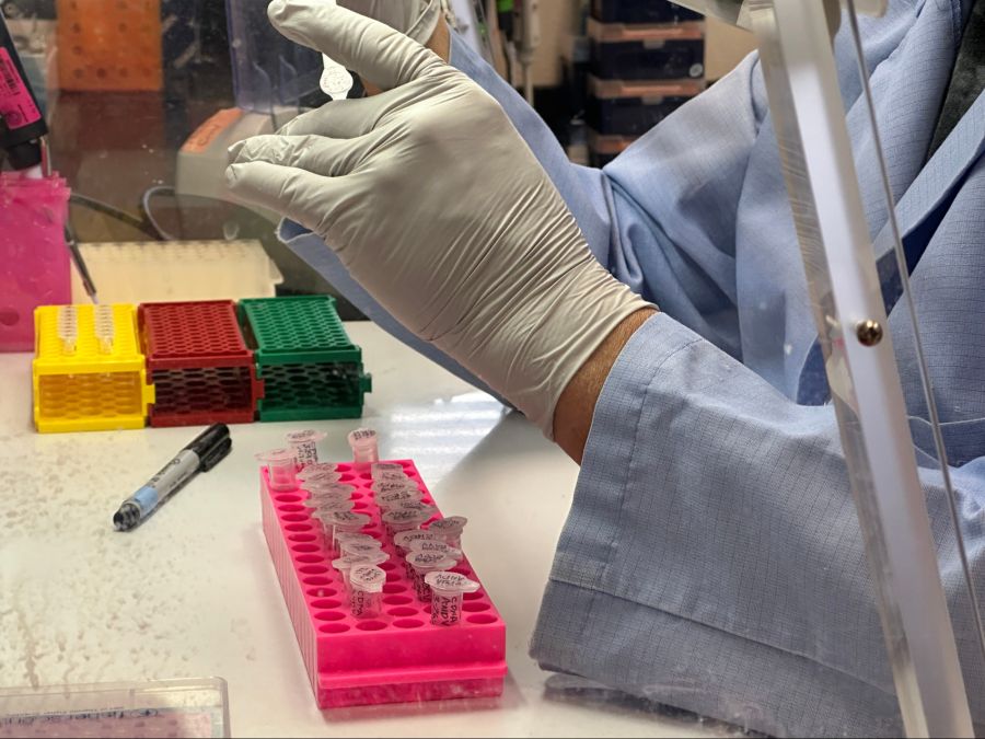Bei drei Passagieren wurde das Hantavirus nachgewiesen, zwei von ihnen sind gestorben.