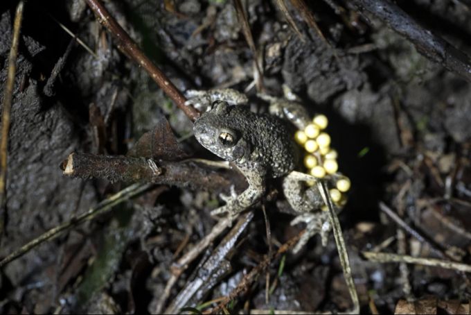 Übernimmt Brutpflege: emanzipiertes Glögglifrosch-Männchen. Geburtshelferkröte mit Eiern
