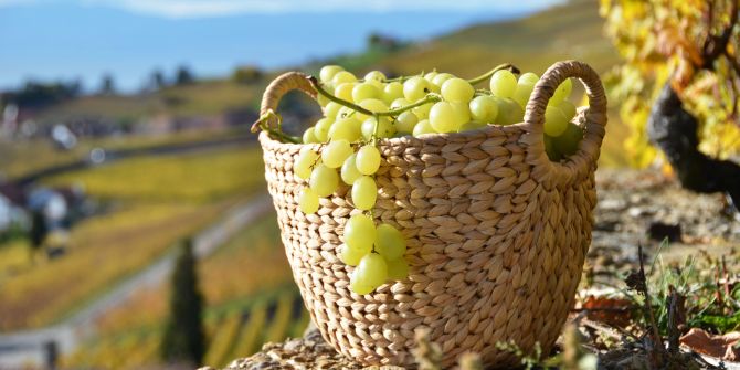 Wein Ernte Trauben Lese