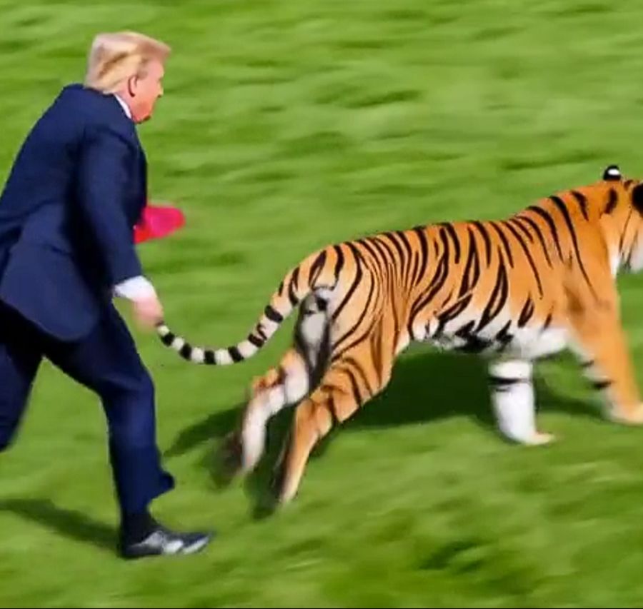 Im KI-Clip jagt Trump dem Tiger hinterher.