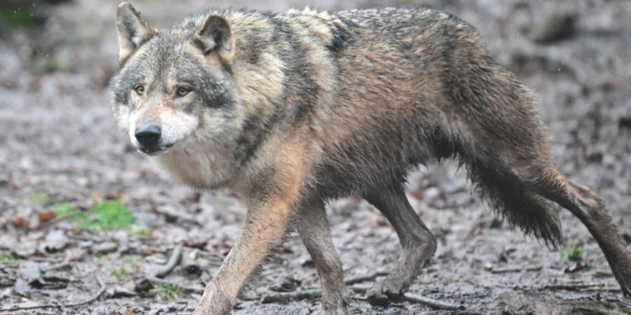 Vom Chöpfenbergrudel wurden vier der sechs Jungtiere getötet. (Symbolbild)