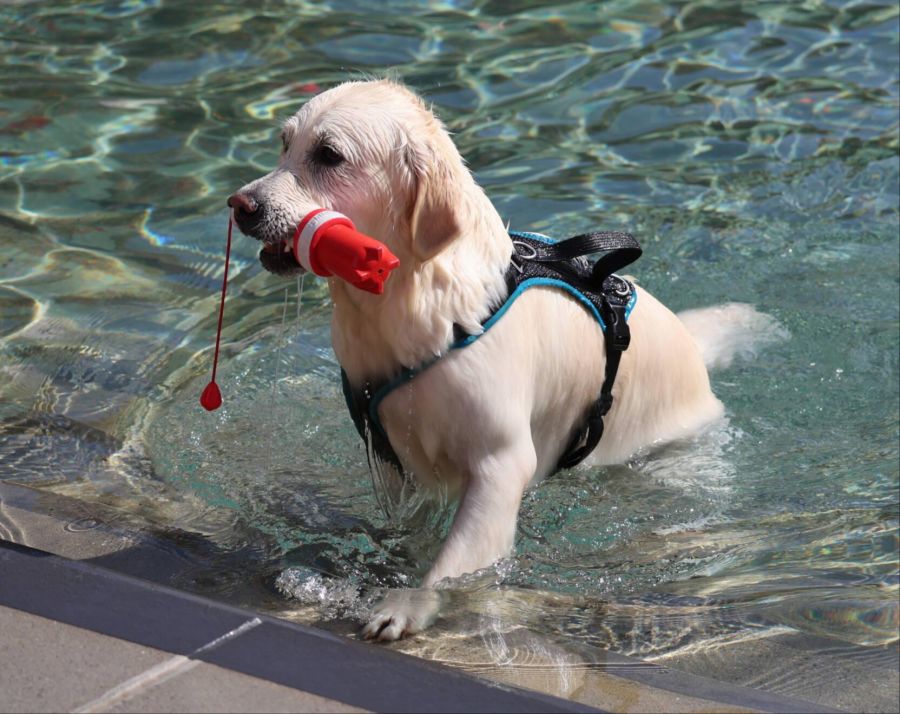 ... war die Spielfreude der Hunde auch im Pool gross.