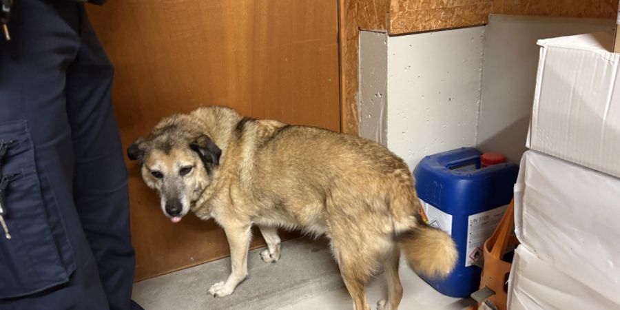 Die Polizei veranlasste, dass der Hund in ein Tierheim gebracht wird.