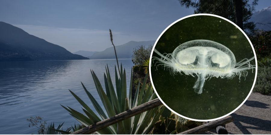 Lago Maggiore