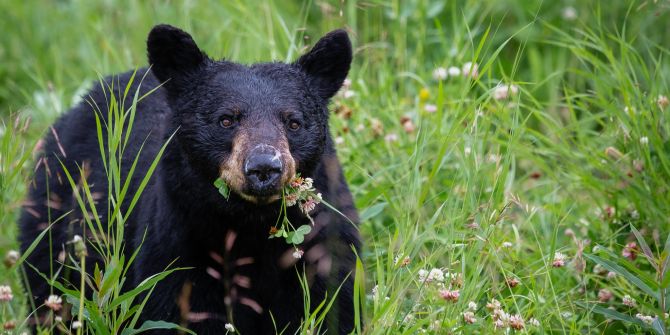 Bär