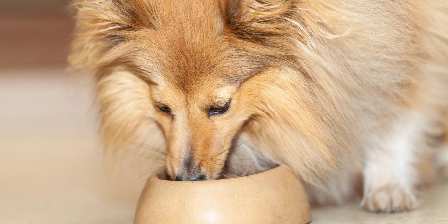 Ständig verfügbares Essen führt bei Hunden häufig zu Gewichtsproblemen.