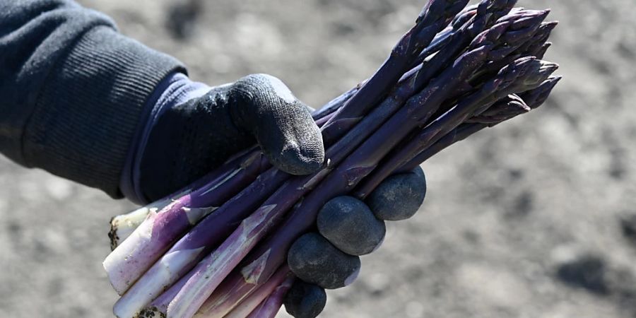 Die österreichischen Spargelbäuerinnen und Spargelbauern beginnen heuer zwei bis drei Wochen früher als üblich mit der Ernte und haben damit einen historischen Frühstart hingelegt. (Archivbild)