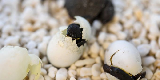 Kurz vor Ostern schlüpften die ersten Exemplare, wie die Organisation Aussie Ark mitteilte. Schildkröten
