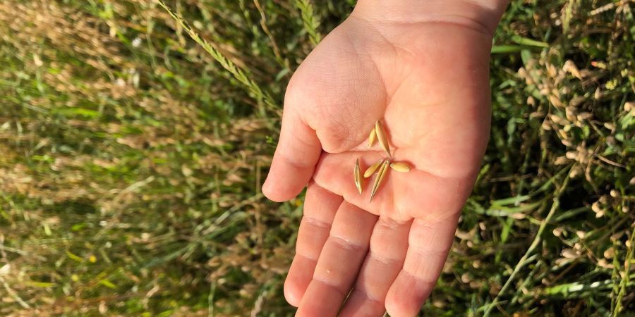 Hafer ist gefragt - als Zutat fürs Müsli etwa, als Brei oder als Haferdrink.