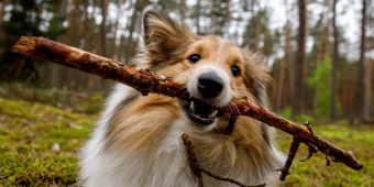 hund mit stock