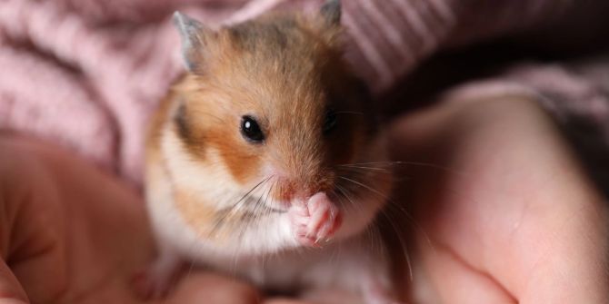 Hamster auf Händen