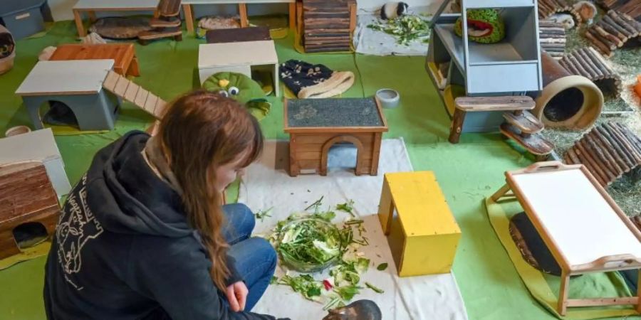 Auch Meerschweinchen freuen sich über ein weitläufiges Gehege. Foto: Patrick Pleul/dpa-Zentralbild/ZB