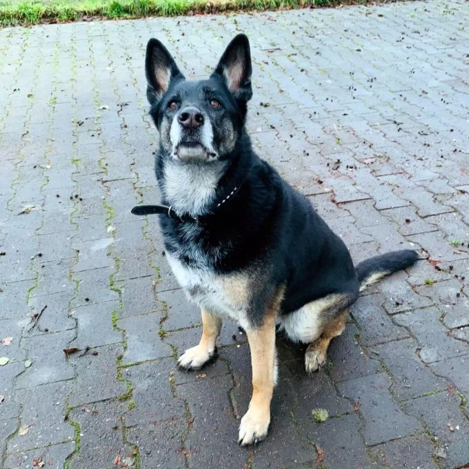 Jessy muss noch viel lernen, Grundgehorsam ist jedoch vorhanden. Jessy
