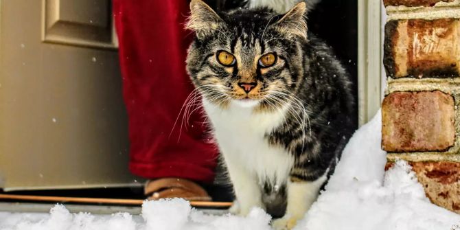 Katze vor verschneiter Türe.