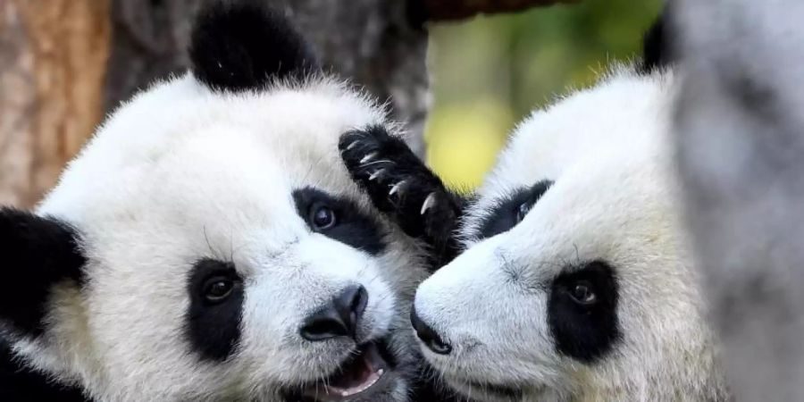 Die Pandabär-Zwillinge Pit und Paule haben ihren ersten Geburtstag gefeiert. Foto: Britta Pedersen/dpa-Zentralbild/dpa
