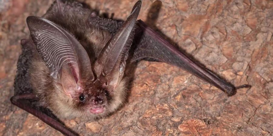 Fledermaus