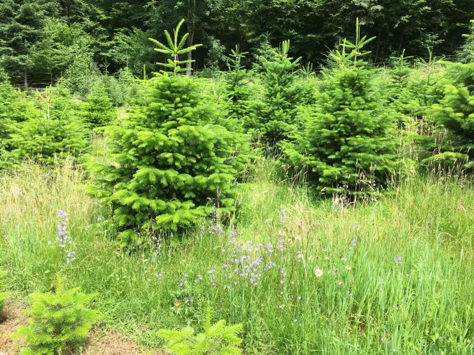 Bis ein Baum in den Verkauf kommt, dauert es sechs bis zehn Jahre. Kieserbaum Lenzburg