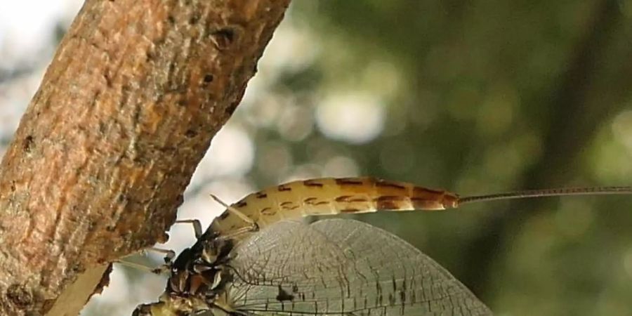 Eine Dänische Eintagsfliege (Ephemera danica) hängt an einem Ast. Sie sind älter als Dinosaurier - nun wird die Dänische Eintagsfliege als Insekt des Jahres besonders gewürdigt. Foto: Wolfgang Kleinsteuber/Senckenberg/dpa