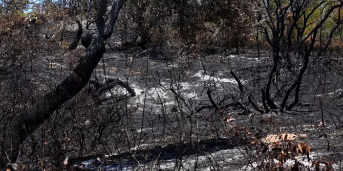 fraser island brand feuer