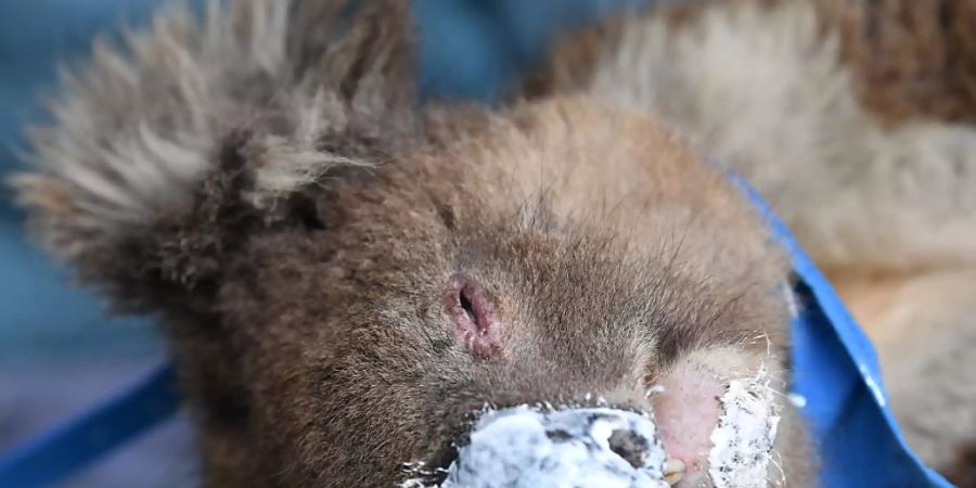 Tierärzte und Tausende freiwillige Helfer haben nach den Waldbränden Koalas gerettet und versorgt. EPA/DAVID MARIUZ AUSTRALIA AND NEW ZEALAND OUT