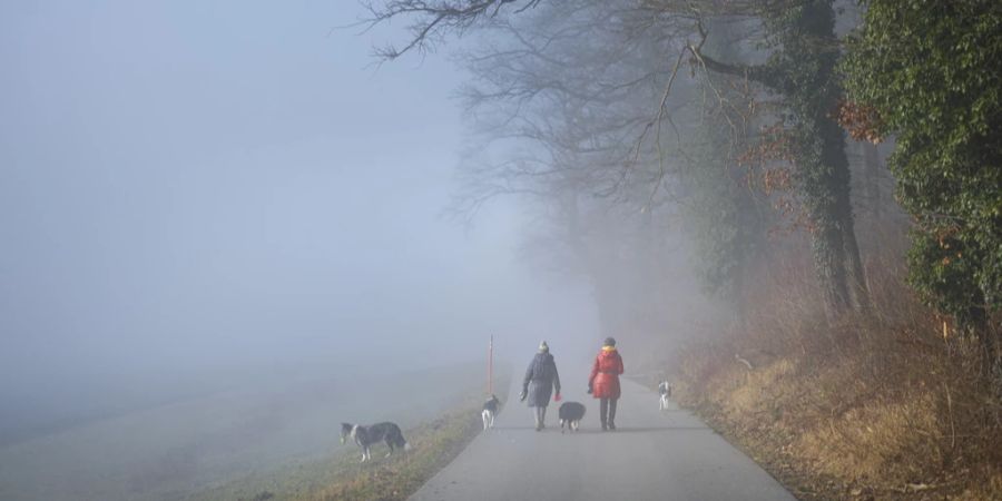 Nebel im Wald Wetter