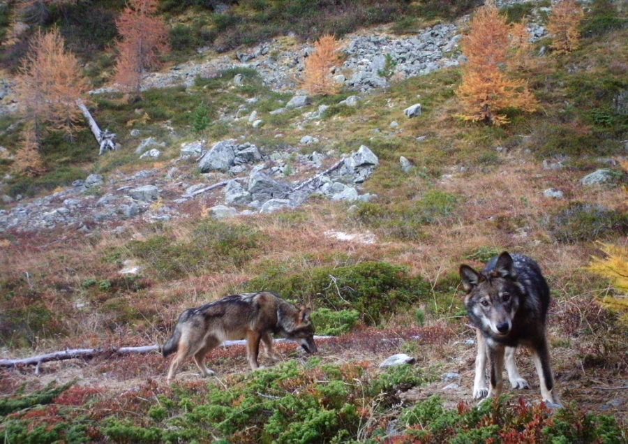 Wölfe Natur.