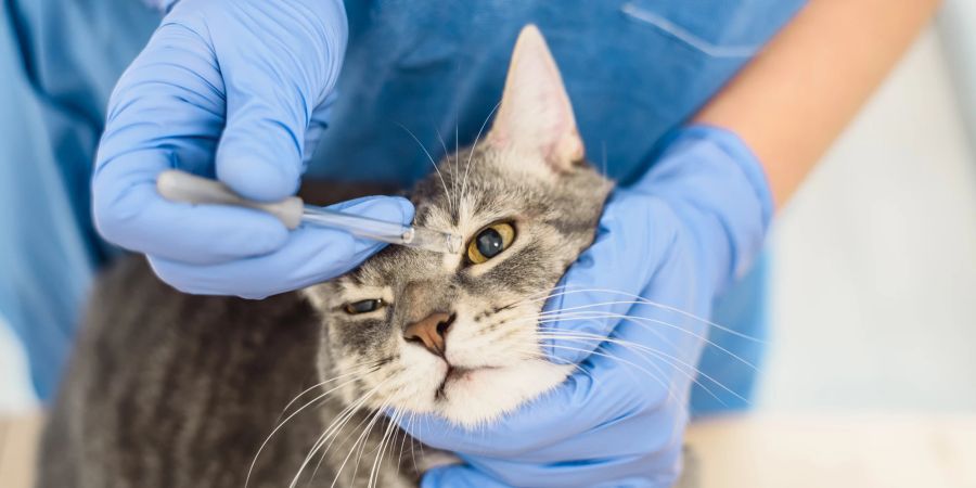 Bei einer Augenkrankheit muss die Katze tierärztlich behandelt werden.