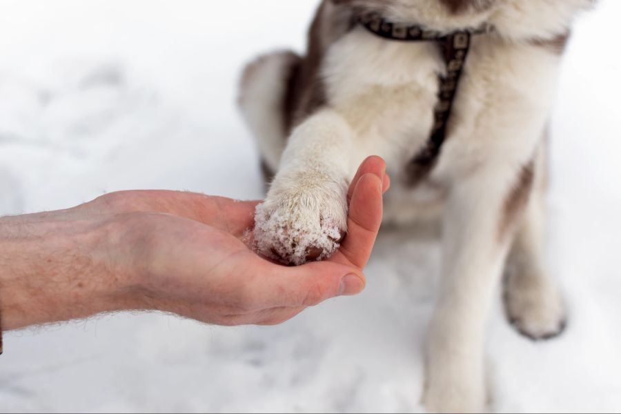 Hund, Pfote, Winter, Kälte