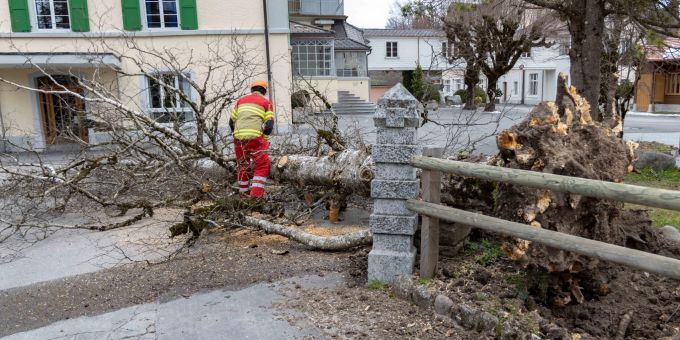Föhnsturm reisst Baum um. Föhnsturm in Zug
