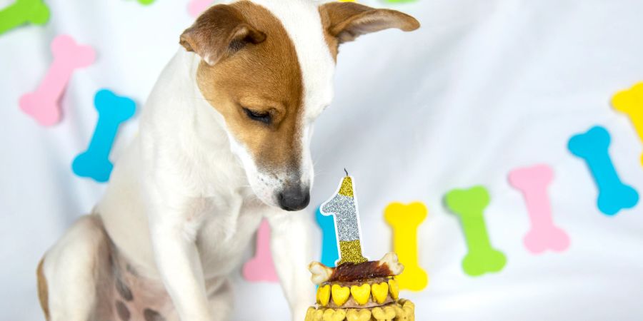 Hundegeburtstag