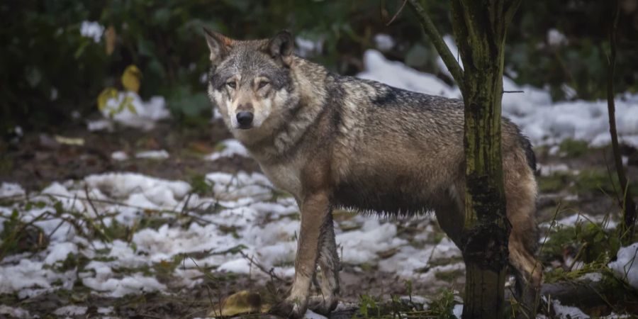 Deshalb spekulierte sie zunächst, dass es sich um einen weiteren Fehlschuss eines Wolfsjägers handelte. (Archivbild)