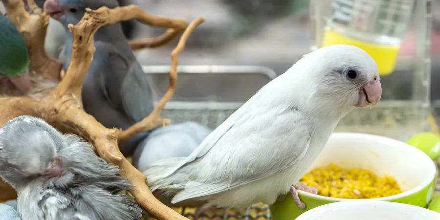 Um Vögel an neues Futter zu gewöhnen, ist eine sanfte Ernährungsumstellung hilreich.
