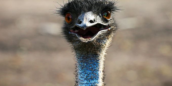 Polizisten haben in Nordthüringen einen ausgebüxten, aggressiven Emu erschossen. (Archivbild) Polizisten haben in Nordthüringen einen ausgebüxten, aggressiven Emu erschossen. (Archivbild)