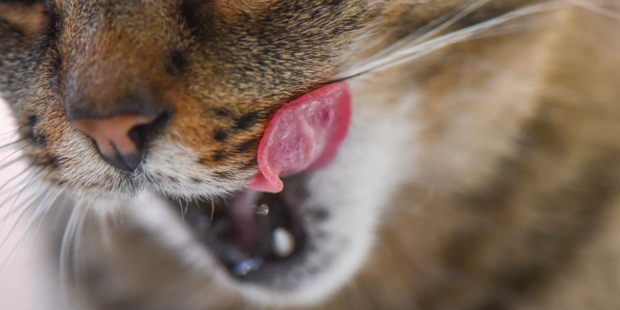 Nahaufnahme Katze mit offenem Mund