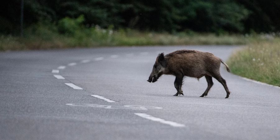 Wildschweine