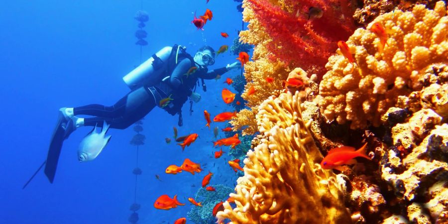 Eco-Diving ist einer der grössten Reisetrends in diesem Jahr.